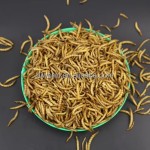 野生鸟食粉虫厂家-100%天然养殖场