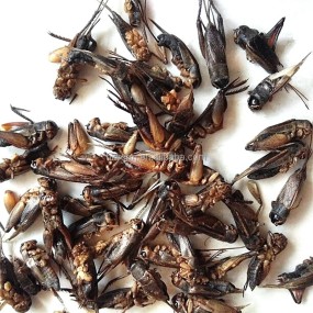 Pet Reptile Crickets Factory - Wholesale Natural High Protein