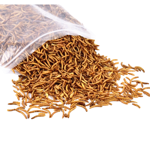 黄粉虫生产商-可定制天然鸟食批量