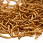 有机粉虫生产商-非转基因天然竞争价格