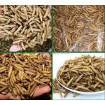 黑水虻蛴螬供应商-批发5kg天然