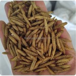 干燥黑水虻幼虫生产商-批量供应50kg天然