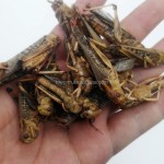 冻干蝗虫供应商-质量保证合适价格