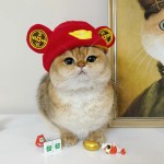 Pet Hats Manufacturer - Cute Funny Hot-selling Sunflower Headdresses Wigs Halloween