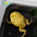 Reptile Cage Supplier - Small Wooden Screen Snake Cages