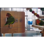 Bird Breeding Box Factory - Customized Parrot Lovebirds Budgie