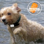 GPS宠物追踪器厂家-智能项圈防水远程防丢定位器猫狗