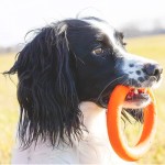 Dog Chew Toys Manufacturer - Eco-Friendly Ring Chew Toys Durable Rubber Pet Toy