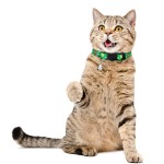 猫项圈厂家-可调安全扣带铃铛圣诞宠物项圈