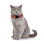 猫项圈厂家-可调安全扣带铃铛圣诞宠物项圈
