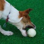 Indestructible Dog Toy Supplier - Best Seller Durable Strong Chew Rubber Tough TPR