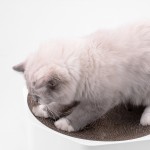 猫抓板生产商-热销实心纸板八角