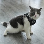 宠物背带供应商-批发反光透气小号