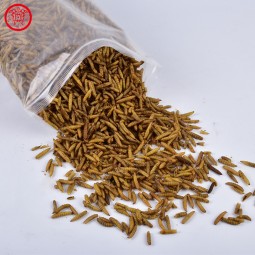 黑水虻宠物食品供应商-无杂质微波干燥