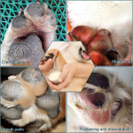 宠物爪蜡生产商-热销私标天然