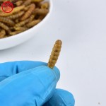 黑水虻幼虫干供应商-100%天然高钙