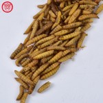 黑水虻幼虫干供应商-100%天然高钙