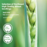 小狗食品厂家-环保冻干水果蔬菜孢子拌饭