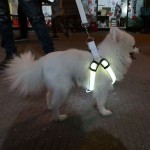 狗便拾取器厂家-便携折叠外出垃圾袋散步用