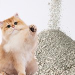 膨润土猫砂生产商-新款除臭好结团