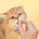 冻干鸡肉块供应商-高蛋白宠物食品