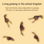 冻干鸭肝供应商-切丁磨牙训练