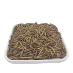 干燥面包虫厂家-面包虫批发黄粉虫鸟食饲料