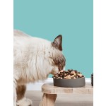 宠物食品厂家-批发大包装天然幼猫粮鸡肉鱼不同口味