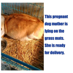 小动物咬胶厂家-草垫兔兔子咬胶编织床垫几内亚