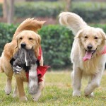 毛绒狗玩具厂家-批发动物玩具套装超值装5只松鼠发声玩具