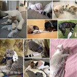 狗咬胶厂家-批发中国工厂价中小型犬玩具