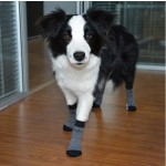 防滑狗袜厂家-宠物配件室内穿着爪保护狗袜