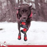 狗鞋厂家-批发帆布防滑黑色牛仔运动鞋狗靴