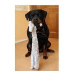 狗咬胶厂家-批发中国工厂价中小型犬玩具