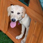 户外犬舍厂家-特大号40x44x47实木天然绝缘舒适