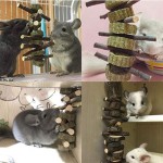 宠物咬胶厂家-兔子咬牙有机苹果木棍兔龙猫