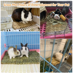 小动物咬胶厂家-草垫兔兔子咬胶编织床垫几内亚