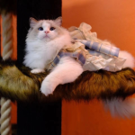 宠物裙厂家-夏季洛丽塔公主裙狗猫比熊泰迪豪华