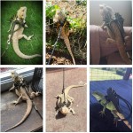 水族馆装饰品厂家-增氧气泡石装饰带标准管