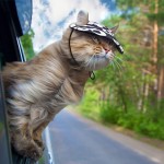 蔬菜切片机厂家-不锈钢波纹波浪薯条切片机