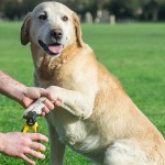 狗指甲剪厂家-批量安全防滑不锈钢橡胶PP ABS