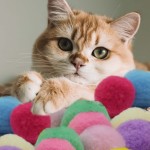 猫玩具套装厂家-彩色互动塑料乒乓球枪发射器套装