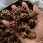 木天蓼果厂家-100%有机干燥木天蓼虫瘿天然