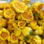 金花茶厂家-金花茶冻干金花茶金色花