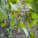 木天蓼咬胶厂家-100%有机天然木天蓼虫瘿果咬胶猫用