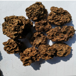 木天蓼果厂家-工厂供应干燥木天蓼果木天蓼猫用