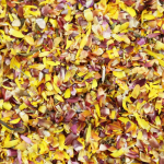 婚礼彩纸厂家-工厂供应干燥蜡菊花瓣