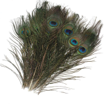 孔雀羽毛厂家-天然孔雀眼羽毛fascinator帽装饰艺术
