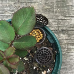 盆景肥料盒厂家-自动种植肥料篮塑料缓释