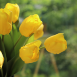 人造郁金香厂家-高品质真触感保湿人造郁金香花